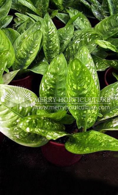 Aglaonema siamensis